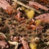 Gamer's Grass Burned Tufts Wild (2mm)