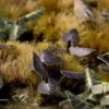 Gamer's Grass: Laser Plants - Black Magic Taro (Kolokazja Black Magic)