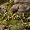 Gamer's Grass: Laser Plants - Deer Fern (Podrzeń żebrowiec)