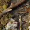Gamers Grass: Swamp Shrubs (6 mm)