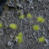 Gamer's Grass Tiny Light Green (2mm)
