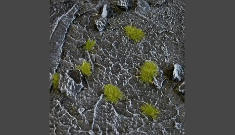 Gamer's Grass Tiny Tufts Dry Green (2mm)
