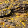 Gamers Grass: Tiny Tufts - Tiny Golden (1mm)