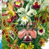 Puzzle 1000 Ernst Haeckel: Orchidea